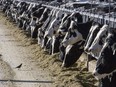 The U.S. Department of Agriculture said Monday, March 25, 2024, that milk from dairy cows in Texas and Kansas has tested positive for bird flu.