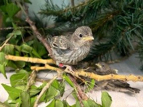 Calgary Wildlife