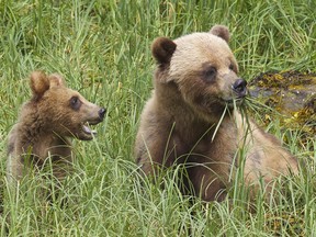 See the world's largest population of grizzly bears with Classic Canadian Tours