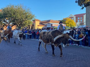 An image of the Fort Worth Herd cattle drive in Fort Worth, Texas, USA.