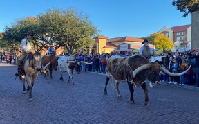 An image of the Fort Worth Herd cattle drive in Fort Worth, Texas, USA.