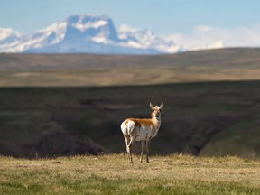 A pronghorn on the McIntyre Ranch.