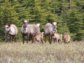 New research suggests the once dwindling number of Western Canada's caribou is finally growing.  An undated photograph shows a group of caribou.