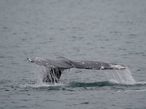 FILE - A gray whale dives near Whidbey Island as seen from a Pacific Whale Watch Association vessel, May 4, 2022, in Washington state. Federal researchers indicate the gray whale population along the West Coast is showing signs of recovery five years after hundreds washed up dead on West Coast beaches, from Alaska to Mexico.