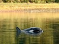 A female orphaned two-year-old orca calf, dubbed Brave Little Hunter by the Ehattesaht First Nation, seen stranded in a lagoon near Zeballos, B.C.