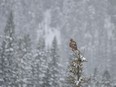 A redtail hawk in the falling snow along Sibbald Creek west of Calgary, Ab., on Tuesday, April 30, 2024.