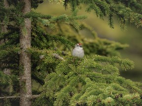 A chipping sparrow perches in a spruce tree north of Bearberry, Ab., on Wednesday, May 22, 2024.
