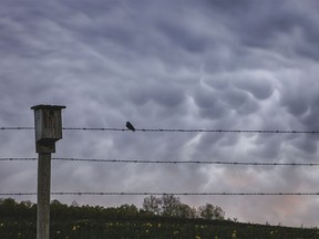 Sunrise mammatus clouds near Millarville, Ab., on Wednesday, May 29, 2024.