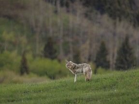 A scruffy coyote just woke up west of Diamond Valley, Ab., on Tuesday, May 28, 2024.