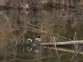 Mallard drakes relax on a beaver pond west of Diamond Valley, Ab., on Tuesday, May 28, 2024.