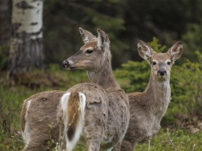 Whitetail deer in Sheep River Provincial Park west of Diamond Valley, Ab., on Tuesday, May 28, 2024.