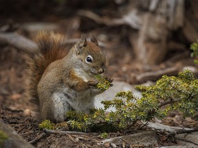 A squirrel nibbles on juniper buds in Sheep River Provincial Park west of Diamond Valley, Ab., on Tuesday, May 28, 2024.