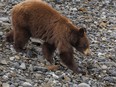 A black bear ambles down a gravel slope in Sheep River Provincial Park west of Diamond Valley, Ab., on Tuesday, May 28, 2024.