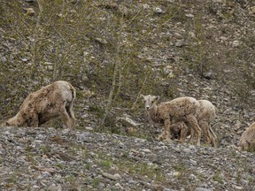 Bighorn sheep graze in Sheep River Provincial Park west of Diamond Valley, Ab., on Tuesday, May 28, 2024.