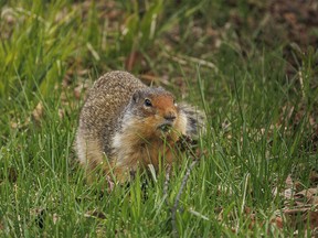 A Columbia ground squirrel nibbles on grass in Sheep River Provincial Park west of Diamond Valley, Ab., on Tuesday, May 28, 2024.