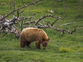 A pretty blonde black bear chomps on grass in Sheep River Provincial Park west of Diamond Valley, Ab., on Tuesday, May 28, 2024.