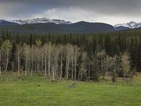 A pretty blonde black bear in a green meadow in Sheep River Provincial Park west of Diamond Valley, Ab., on Tuesday, May 28, 2024.
