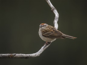 A chipping sparrow in Sheep River Provincial Park west of Diamond Valley, Ab., on Tuesday, May 28, 2024.