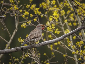 A flicker pauses for a second in Sheep River Provincial Park west of Diamond Valley, Ab., on Tuesday, May 28, 2024.