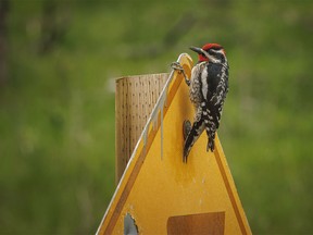 A sapsucker takes a pause after hammering on a road sign in Sheep River Provincial Park west of Diamond Valley, Ab., on Tuesday, May 28, 2024.