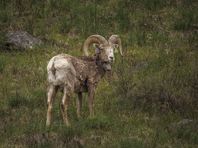 A bighorn ram with monitoring gear in Sheep River Provincial Park west of Diamond Valley, Ab., on Tuesday, May 28, 2024.