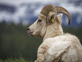 A young bighorn ram relaxes in Sheep River Provincial Park west of Diamond Valley, Ab., on Tuesday, May 28, 2024.