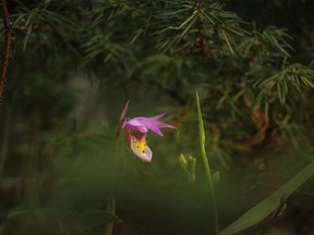 A tiny calypso orchid in the pine forest in Sheep River Provincial Park west of Diamond Valley, Ab., on Tuesday, May 28, 2024.