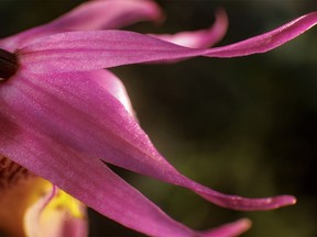 The curving sepals of a tiny calypso orchid in the pine forest in Sheep River Provincial Park west of Diamond Valley, Ab., on Tuesday, May 28, 2024.