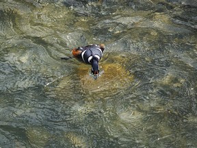 A male harlequin duck dives into the Sheep River in Sheep River Provincial Park west of Diamond Valley, Ab., on Tuesday, May 28, 2024.