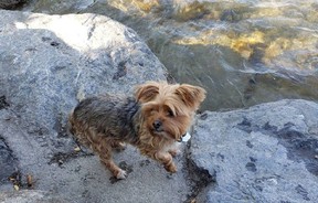 Rocky, a 3-year-old yorkie-cross, died after a dog attack