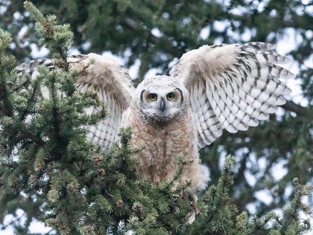 Ready for takeoff: Great Horned Owl chicks test wings, learn to fly |  Calgary Herald