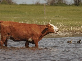 Mallards and moo on a pond east of Strathmore, Ab., on Monday, June 3, 2024.