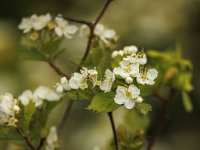 Hawthorn blossoms in the Chimney Hills south of Rockyford, Ab., on Monday, June 3, 2024.