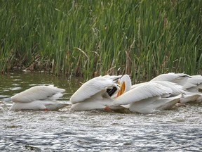 Pelicans hunt for fish in a bay at Severn Dam north of Standard, Ab., on Monday, June 3, 2024.