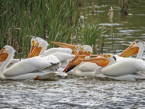 Pelicans hunt for fish in a bay at Severn Dam north of Standard, Ab., on Monday, June 3, 2024.