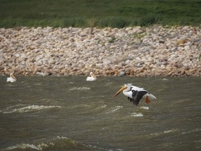 A pelican hovers over the water in a sudden wind at Severn Dam north of Standard, Ab., on Monday, June 3, 2024.