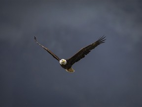 A bald eagle hangs in the wind in front of storm clouds at Severn Dam north of Standard, Ab., on Monday, June 3, 2024.
