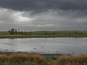 Rain falls on a pond full of willets and marbled godwits west of Dalum, Ab., on Monday, June 3, 2024.