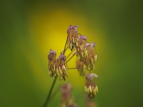 Meadow rue blossoms in front of an arnica in the foothills southwest of Calgary, Ab., on Tuesday, June 11, 2024.