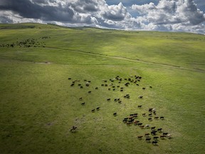 Moving cattle to pasture in the Oxley Creek valley west of Stavely, Ab., on Tuesday, June 18, 2024.