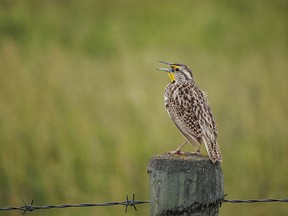 On the Road: Flowers, birds, and a southern Alberta traffic jam On the Road: Flowers, birds, and a southern Alberta traffic jam