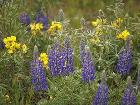 Lupines and buffalo beans west of Nanton, Ab., on Monday, June 17, 2024.
