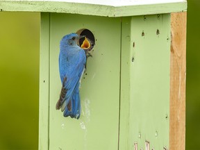 A young bluebird demands more in the Porcupine Hills west of Nanton, Ab., on Monday, June 17, 2024.