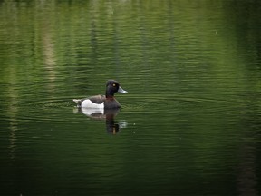 A ring-necked duck on a pond in the Porcupine Hills west of Nanton, Ab., on Monday, June 17, 2024.