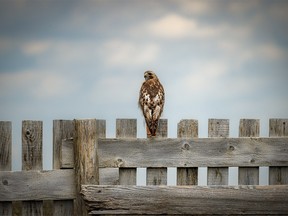 A redtail hawk on a snow fence in the Porcupine Hills west of Nanton, Ab., on Monday, June 17, 2024.
