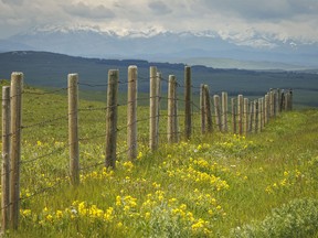 Buffalo beans follow a fence line in the Porcupine Hills west of Nanton, Ab., on Monday, June 17, 2024.