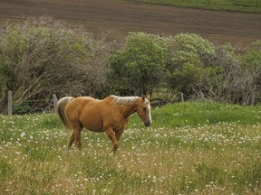 A horse wanders through dandelions west of Nanton, Ab., on Monday, June 17, 2024.