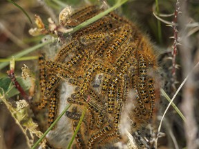 Tent caterpillars swarm a wild rose in the Porcupine Hills west of Stavely, Ab., on Monday, June 17, 2024.