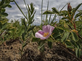 A wild rose blooms low and out of the wind in the Porcupine Hills west of Stavely, Ab., on Monday, June 17, 2024.