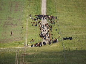 Moving cattle down the road to pasture in the Oxley Creek valley west of Stavely, Ab., on Tuesday, June 18, 2024.